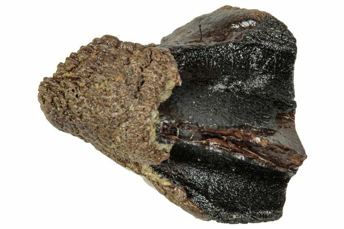 Fossil Triceratops Shed Tooth - Wyoming #358221
